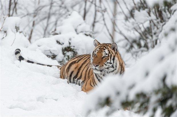 <p>Ingo, Kodiak ayılarının, kutup ayılarının, Avrupalı kurtların ve Sibirya kaplanlarını barından ormanda fotoğraf turu yaparken orsmanın dışına çıkan bu iki kaplanı görüntüledi.</p>
<p> </p>