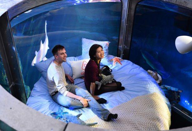 <p>Uluslararası konaklama firması airbnb, Paris akvaryumu y&ouml;neticileriyle işbirligi yaparak, odayı 3 g&uuml;nl&uuml;ğ&uuml;ne kiraladı.</p>

<p>&nbsp;</p>
