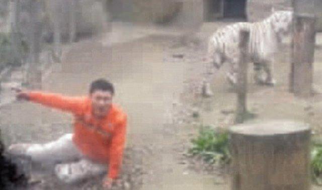 <p>Kaplanların uyuşturucu iğne ile sakinleştirilmesinden sonra yetkililer tarafından kurtarılan Yang'ın hayati tehlikesi bulunmuyor. Yang'ın ailesi yaptıkları açıklamada Jinhai'nin uzun bir süredir psikolojik tedavi gördüğünü açıkladı.</p>
<p> </p>