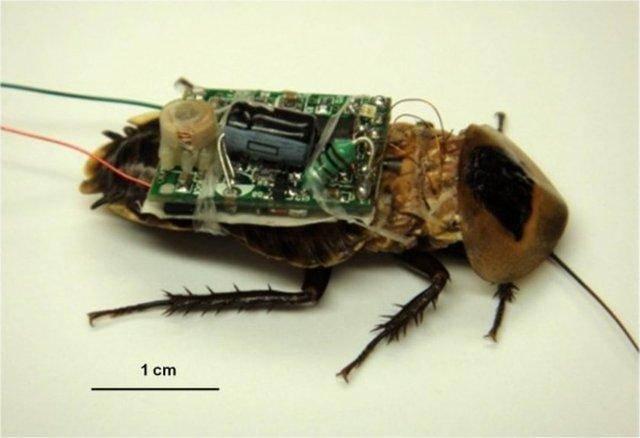 <p>Düşmanın fark edemeyeceği böcek robot patlayıcılar veya casuslar olarak üretilen bu sistemler üzerinde çalışmalar devam etmektedir.</p>