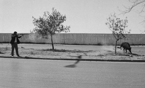 <p>Ankara'da 1989 yılında kaçan kurbanlık boğa uyuşturucu iğne ile etkisiz hale getirildi.</p>
