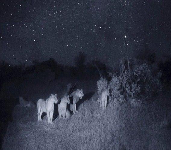 <p>Vahşi doğada karanlık gece bazı hayvanlar için en savunmasız ve en tehlikeli zamandır. Mükemmel bir gece görüşüne sahip olan aslanlar için ise avlanma zamanı...</p>

<p> </p>

