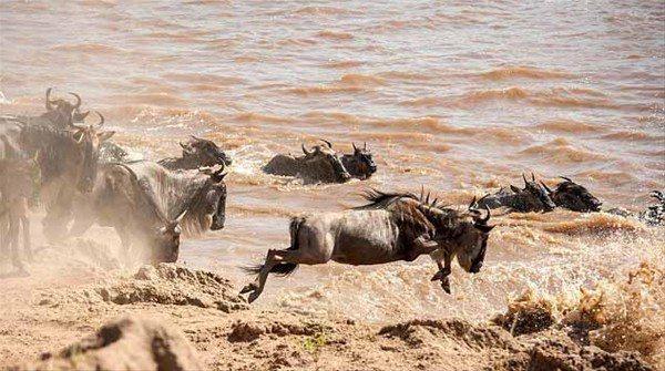 <p>Tanzanya ve Kenya arasında Mara Nehri'ni geçmeye çalışan antilop timsaha yem olmaktan son anda kurtuldu.</p>

<p> </p>
