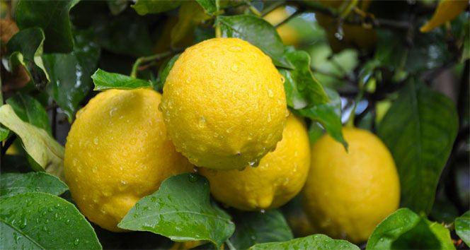 <p>Limonun faydalarını bilmeyen yoktur. Vitamin deposu olması sebebiyle zaten mutfaklarımızda her daim yeri olan limonun sadece yiyerek değil varlığından dahi faydalanabileceğinizi biliyor muydunuz?</p>
