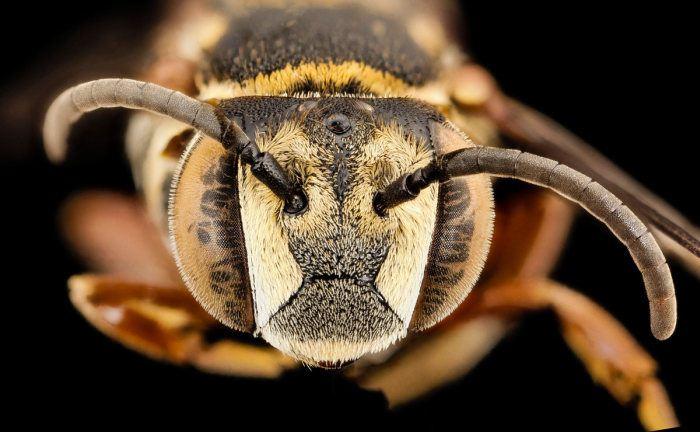 <p>Coelioxys cayennensis</p>
