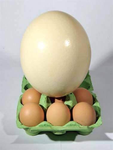 <p>En büyük kuş yumurtası devekuşunundur. 15 - 20 santimetre uzunluğunda ve ortalama 1.7 kilogram ağırlığındadır. Kaynatılarak pişirilmesi 40 dakika sürer.</p>

<p> </p>
