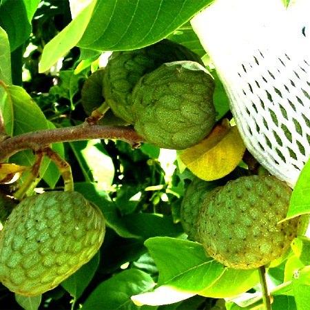 <p>Güney Amerika'da yetişen ve dünyanın en lezzetli meyveleri arasında gösterilen Çerimoya, Türkiye pazarında da kendisine alıcı buluyor. </p>

