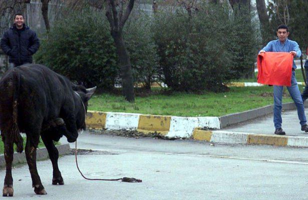 <p>Zeytinburnu'nda sahibine bir aracın çarpması sonucu kaçmaya başlayan kurbanlık boğa Vatan Caddesini birbirine kattı. Çevreye saldıran kızgın boğa Vatan Caddesinde bulunan Emniyet Müdürlüğü önünde polis ekiplerinin çalışması sonucunda yakalandı. </p>