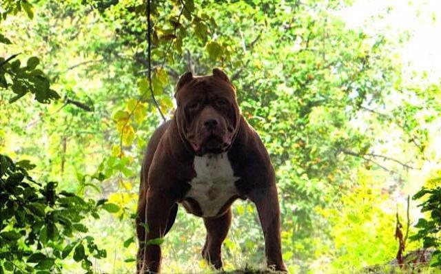 <p> Adını çizgi roman kahramanı Hulk'tan alan pittbullun kafası da hiçbir köpekte olmadığı kadar büyük.</p>
<p> </p>