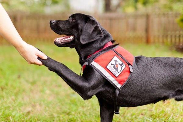 <p>Hapishane mahkûmlarını görme-engelli köpeklerini yetiştiren ve eğiten bir program var.Birçoğu, yavru ile çalışarak geçmişteki davranışları için değişiklikler yaptıklarını hissettiklerini belirtti.</p>
<p> </p>