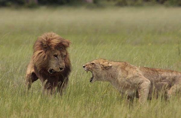 <p>Ünlü doğa fotorafçısı Lee Wittarm'ın geçen ocak ayında Botswana'nın Okavango Deltası'nda, aslanlarla ilgili yeni belgeselinin çekim çalışmaları sırasında, yavrularının babası olan erkek aslanla dişi aslanın kavgaya tutuştukları an, objektife yakalandı.</p>
