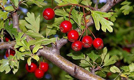 <p><strong>ALIÇ ÇAYININ HAZIRLANIŞI:</strong><br />
<br />
2 bardak suya 1 tatlı kaşığı attığınız kurutulmuş alıcı, 10 dakika kaynatın. Alıç çayını gün boyu en fazla 3 fincan olacak şekilde tüketmelisiniz.</p>