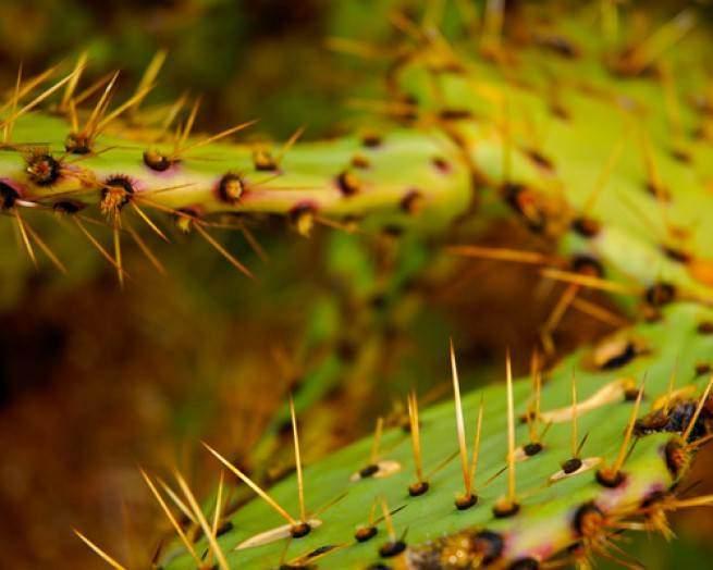 <p><strong>Nopales</strong><br />
<br />
Bu lezzetli sebze, asla tahmin edemeyeceğiniz bir bitkiden gelir: bir kaktüs türü. Dikenleri temizlendikten sonra etki kısmı yenilebilir. Meksika'da ünlü bir sebzedir ve etli olduğu için vejeteryanlar tarafından tercih edilmektedir.</p>
