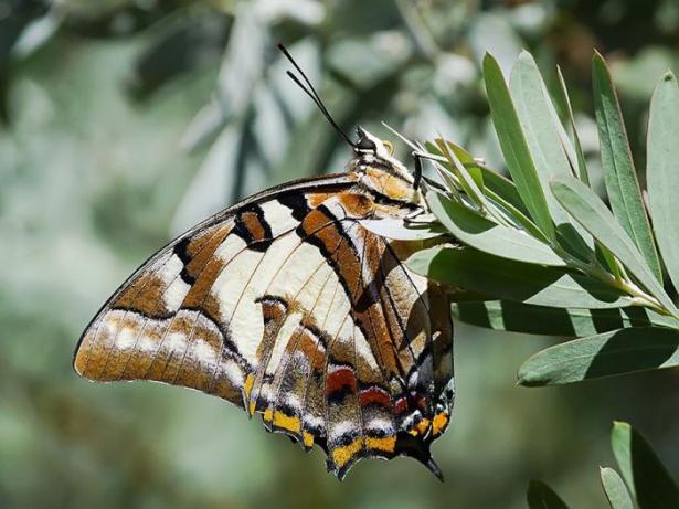 <p>Polyura Sempronius</p>
