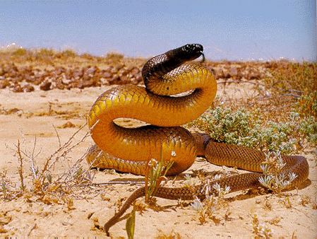 <p>Dünyada bilinen en zehirli yılandır. Adı Inland Taipan'dır. Bir ısırığındaki zehir aynı anda 100 insanı öldürebilecek güçtedir. Avustralya'da yaşıyor. Kobradan 100 kat, Kara mambo yılanından 50 kat daha güçlü zehiri var. Zehiri 5 metre uzaktan etkilidir...</p>

<p> </p>
