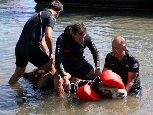 <p>Polislere zor anlar yaşatan tosunu kaçmasını engellemek için gemiden gelen personel, ayaklarından bağladı.</p>
<p> </p>