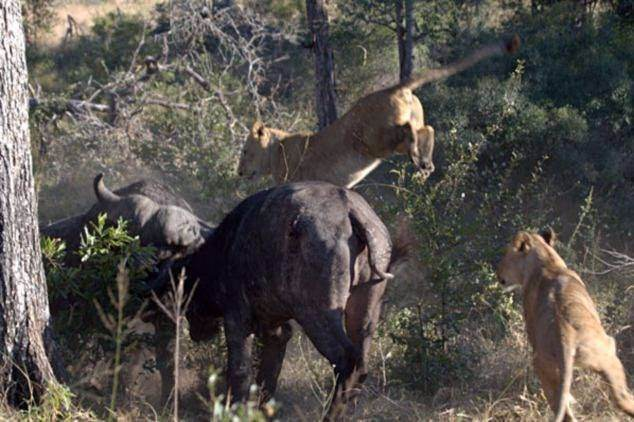 <p>Güney Afrika'daki Londolozi Game Reserve vahşi bir mücadeleye sahne oldu.</p>
