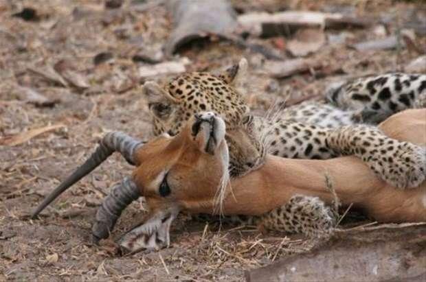 <p>Yakaladığı impalayı dakikalar içinde öldüren çita, yakaladığı avının hamile olduğunu fark edince onu yemekten bir anda vazgeçti.</p>

<ul>
</ul>
