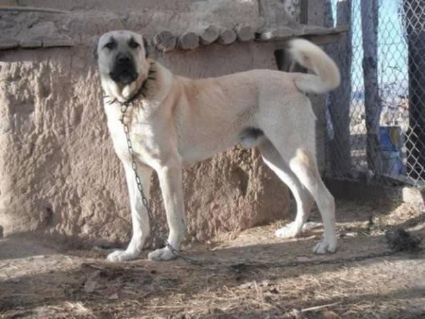 <p>SİVAS - Kangal Köpeği</p>
