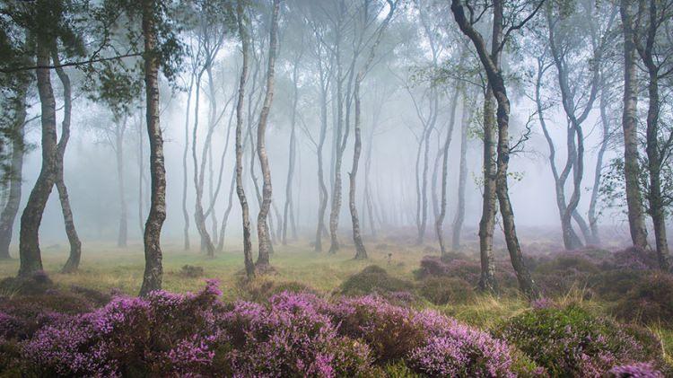 <p>7. Stanton Moor / Peak District / Uk</p>
