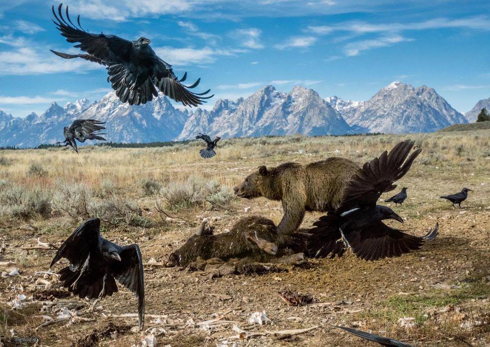 <p>Yellowstone bölgesi geçmiş zamanlara göre daha vahşi... Her yere yayılmaya başlayan boz ayılar, yaban öküzünün etrafından kuzgunları uzaklaştırmaya çalışıyor. Çalışanlar ise turistleri kaybetmenin korkusunu yaşıyor...</p>

<p>HAMILTON JAMES</p>
