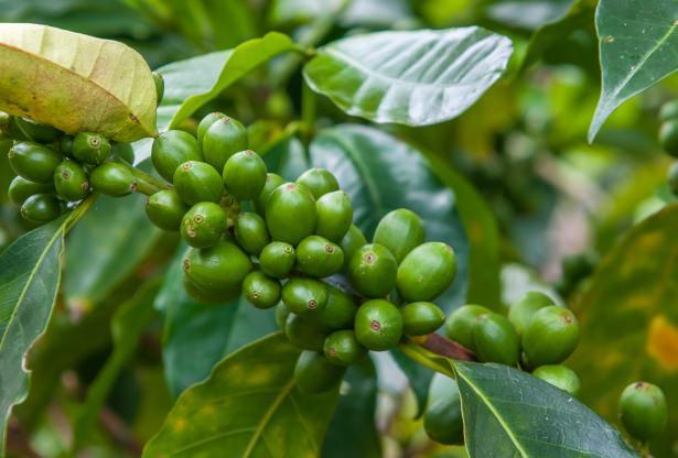 <p>Yeşil kahve, kökboyasıgiller (Rubiaceae) familyasının Coffea cinsinden 5 metreye kadar büyüyebilen bir ağaçtır.</p>
