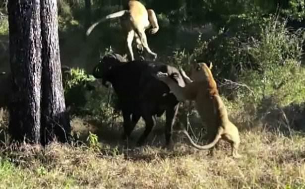 <p>Ancak  bufaloyu tekrar yakalayan aslanlar yine saldırdı.</p>

<p> </p>
