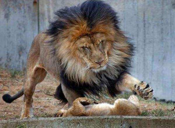 <p>Oynadığı kuyruk ısırma oyunuyla babasını kızdıran bebek aslan, babasının başına iş açtı.</p>
<ul>
</ul>