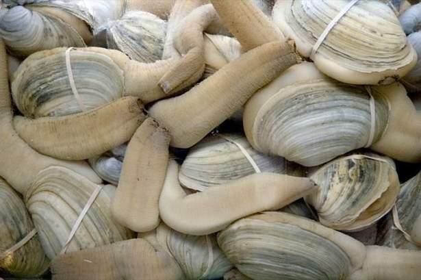 <p><strong>Geoduck</strong><br />
<br />
Panopea generosa olarak bilinen bu istiridyemsi canlının şekli biraz manidar. Uzun yaşaması ( 140 yıl ) ve bir seferde 5000 dişiyi dölleyebilmesi sebebiyle iktidarsızlığa çare olabileceği düşünülerek tüketilen bir canlıdır. Tek doğal düşmanı insanlardır.</p>

<p> </p>
