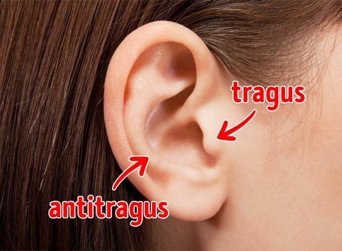 <p><strong>5. Dışkulak kıkırdağı (tragus) ve kulak kepçesi çıkıntısı (antitragus)</strong></p>

<p>Tragus adı verilen bölge arkadan gelen sesleri duymaya yardımcı olur. Sesi alıp büyütür, genişletir ve kayanağa iletir. Antitragus ise aynı işlemi önden gelen sesler için yapar.</p>
