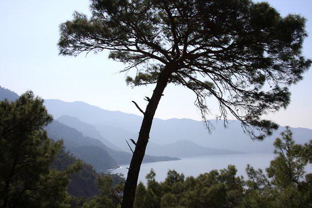<p>Faralya</p>
