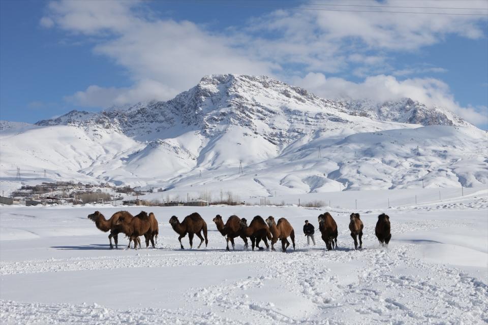 <p>Onları günde iki defa kar üstünde ayaklarının güçlenmesi için idmanlara sokuyoruz. Kar onlara oluşturduğu zor şartlar onların hemen büyüyüp güçlenmesini sağlıyor.</p>