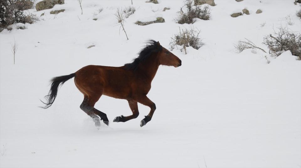 <p>Uşak'ta geçen hafta etkili olan kar yağışının ardından atların Murat Dağı'nın eteklerine inebileceği değerlendirmesi üzerine Doğa Koruma ve Milli Parklar Uşak Şube Müdürlüğü ile AA ekibi, sabahın erken saatlerinde yola çıktı.</p>

<p> </p>
