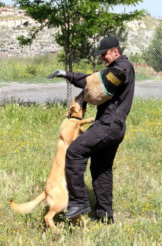 <p>Anne ile eğitim safhasında; yeni doğan köpeklerin annesi ile birlikte dış dünyaya alışmaları ve etrafında bulunan canlı cansız nesneleri tanımaları sağlanıyor</p>