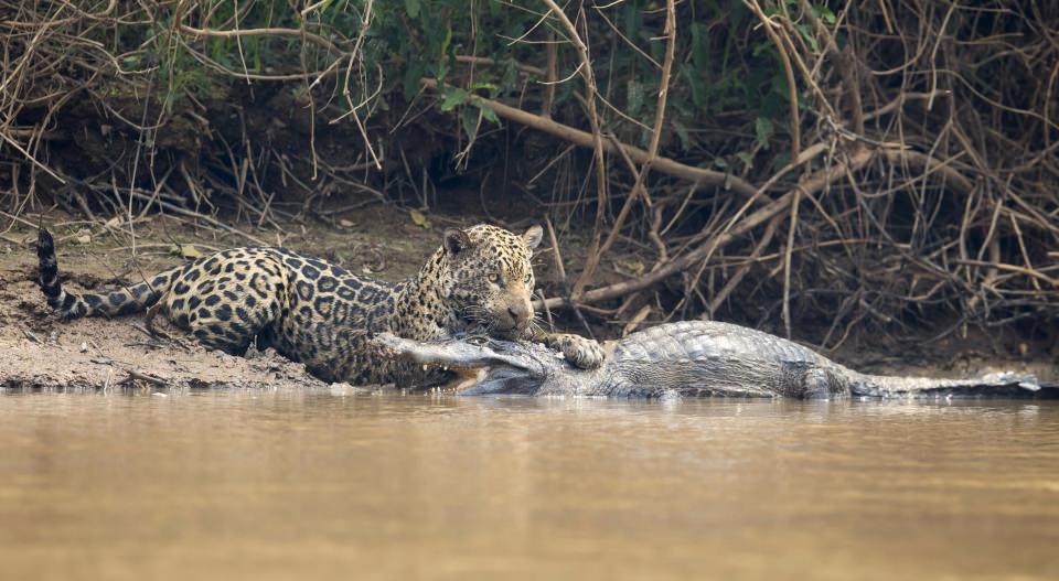 <p>Bir jaguar, nehir kenarında avlanmak için sinsice bekleyen timsahı tek hamlede yakalıyor. </p>

<p> </p>
