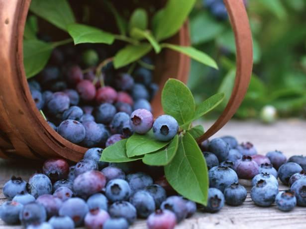 <p><strong>Yabanmersini</strong></p>

<p>Yabanmersini C Vitamini ve potasyum içerir, aynı zamanda güçlü bir antioksidandır. Kısa süreli hafızanın kuvvetlenmesinde çok etkilidir.</p>
