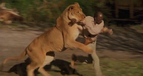 <p><strong>Roar</strong><br />
Ünlü aile gerçek bir aslanla 6 yıl boyunca yaşadı. Kırılan kemikler, kangrenler ve korkunç yaralar bu işin cilvesi...</p>

<p>Şimdiye kadar yapılan en tehlikeli film 35 yıl sonra tekar büyük ekranlara dönüyor.</p>
