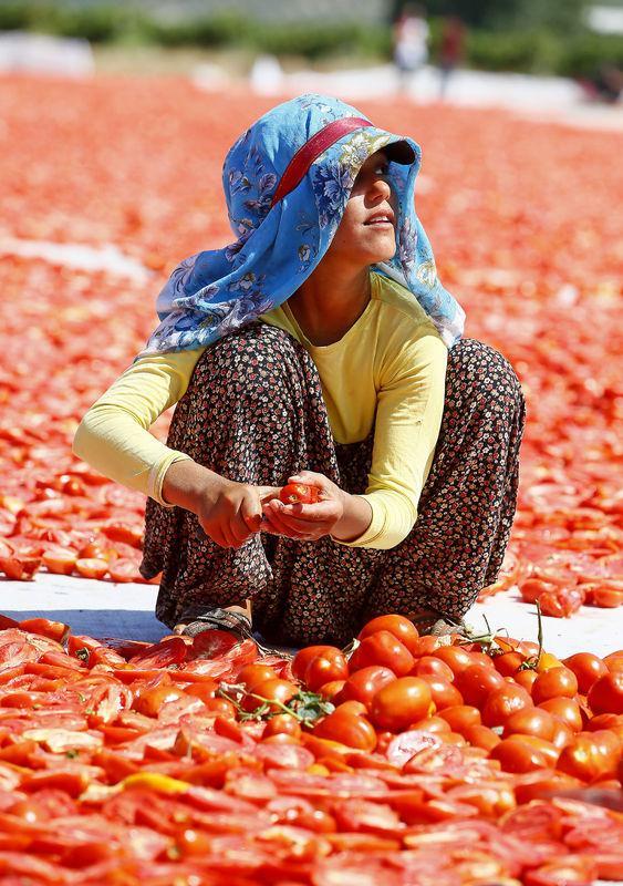 <p>Şenol, tuzlu olarak kurutulan domatesin kilogramının 6 ila 7 lira, kükürtlü olarak kurutulan ürünü ise 7 ila 8,5 lira arasında satıldığını aktararak, üreticilerin kavurucu güneşin altında zor şartlarda çalıştığını belirtti.</p>

<p> </p>
