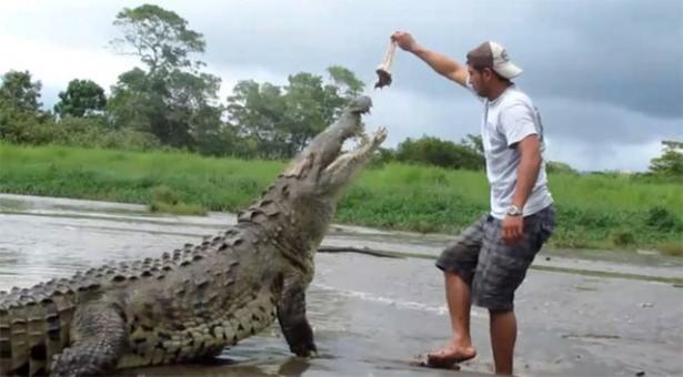 <p>Elindeki tavuk ve et parçalarını yere vurarak timsahı üzerine çeken tur rehberi, tam yem verecekken kandırdığı hayvanı kızdırmaya başlıyor.</p>

<p> </p>
