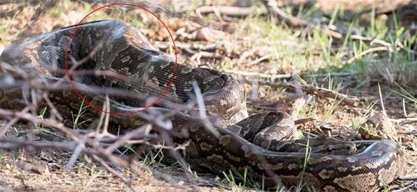 <p>Güney Afrika Kruger Ulusal Parkı'nda Fotoğrafçı Shelia Grobbelaar tarafından çekilen görüntüler görenleri şaşkına çevirdi.</p>

<p> </p>
