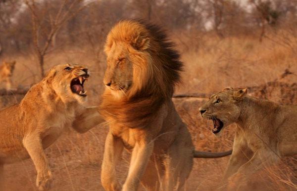 <p>Güney Afrika'nın Kruger National Park'ta eşi görülmedik bir kavga anı görüntülendi.</p>

<p> </p>
