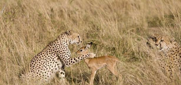 <p>Güney Afrika’daki Kruger Ulusal Parkında fotoğraflanan olayda, genç bir  impala normal şartlarda doğal düşmanı olan leopara tehlikeli bir şekilde yaklaşıyor hatta sevgi gösterisinde bulunuyor...</p>

<p> </p>
