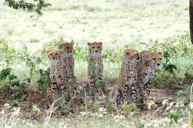 <p>Tanzanya'da Serengeti Ulusal Parkında bir antilop doğum yaptı.</p>

<p> </p>
