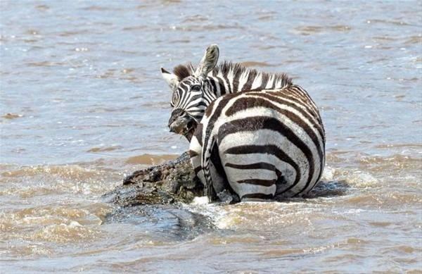 <p>Kenya'da çekilen bu fotoğraflarda zebranın akılmaz taktiği hayrete düşürdü.</p>
<p> </p>
