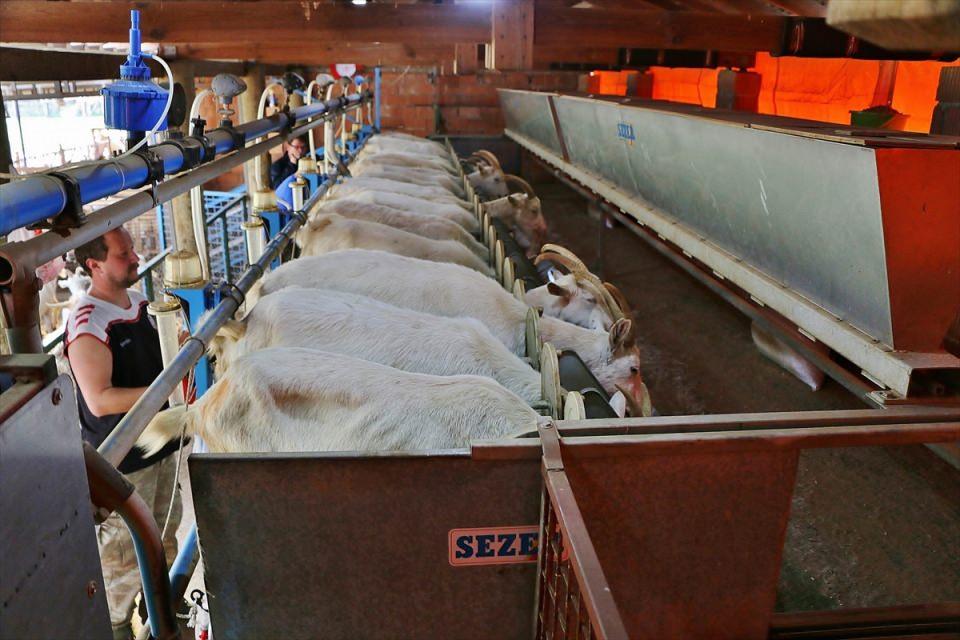 <p>Bir yıl içinde ideal sürüye ulaşabildik. Bir keçimiz günde ortalama 3 litre süt veriyor. Sürü ortalaması 3 litreyi yakalayan işletmeler iyi bir işletme olarak adlandırılır. Bir sene içerisinde 100 civarında hayvanımız oldu. Yaklaşık ikişer yavru doğurdular. Yavruların erkek olanlarının bir kısmını sattık. </p>
