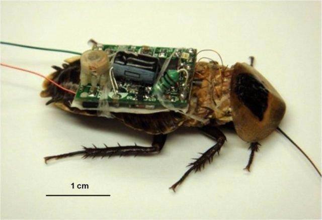 <p>Düşmanın fark edemeyeceği böcek robot patlayıcılar veya casuslar olarak üretilen bu sistemler üzerinde çalışmalar devam etmektedir.</p>