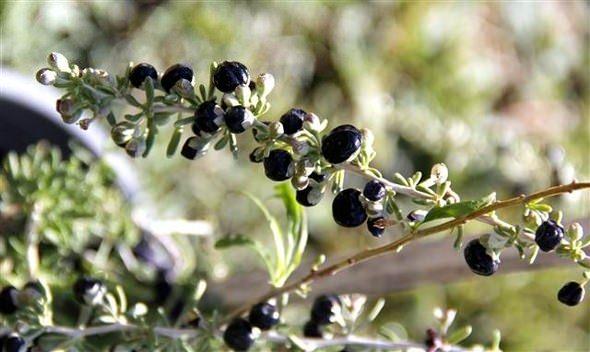 <p>Atilla, dünyada 41 çeşit goji berry bulunduğunu, bunlardan siyah çeşidinde antioksidan düzeyinin çok daha yüksek olduğunu ve Türkiye'de henüz tanınmayan bu türü üretmeye başladıklarını anlattı.</p>
