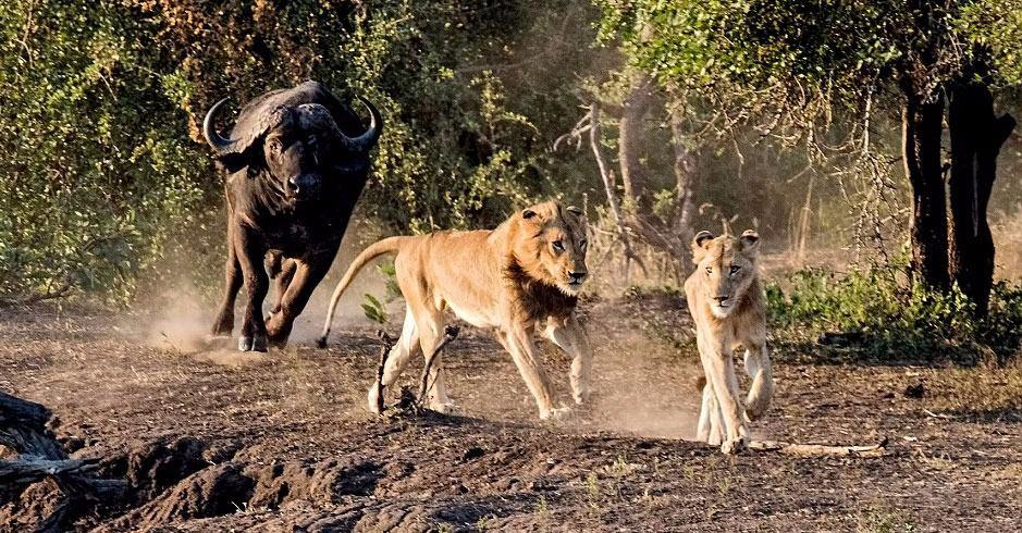 <p>Avlanırken büyük ve genç bir buffalo sürüsünün ortasına düşen iki aslan, peşinde sürünün akıncı kuvvetleri, bu defa bölgeyi bir an önce terk etmek için tüm gücünü harcadı.</p>

<p> </p>
