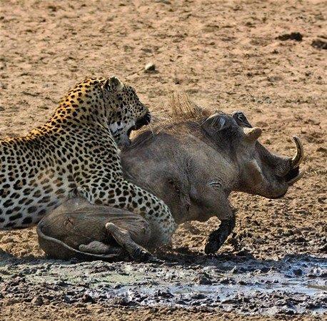 <p>Bu kez avcı av oldu... Aç leopar iki domuzu pusuya düşürdü.. Domuzlardan genç olanına saldıran leopar, avını yakaladığı anda beklenmedik bir şey oldu..</p>
<p> </p>