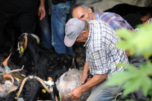 <p>Yaklaşık 200 yıldır devam eden gelenekDavraz Dağı'nın eteklerinde 20 yıldır hayvan yetiştiriciliği yapan Hasan Pala, AA muhabirine yaptığı açıklamada, keçiden bir sonraki yıl daha fazla verim almak için keçi kırpımını her yıl yapılması gerektiğini söyledi.</p>